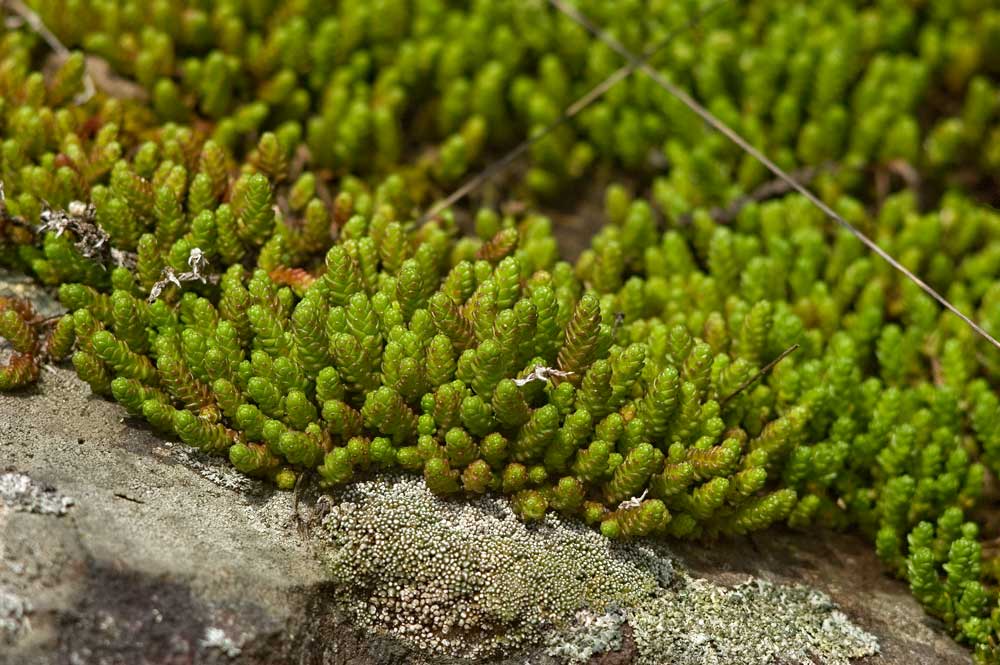 Image of Sedum acre specimen.