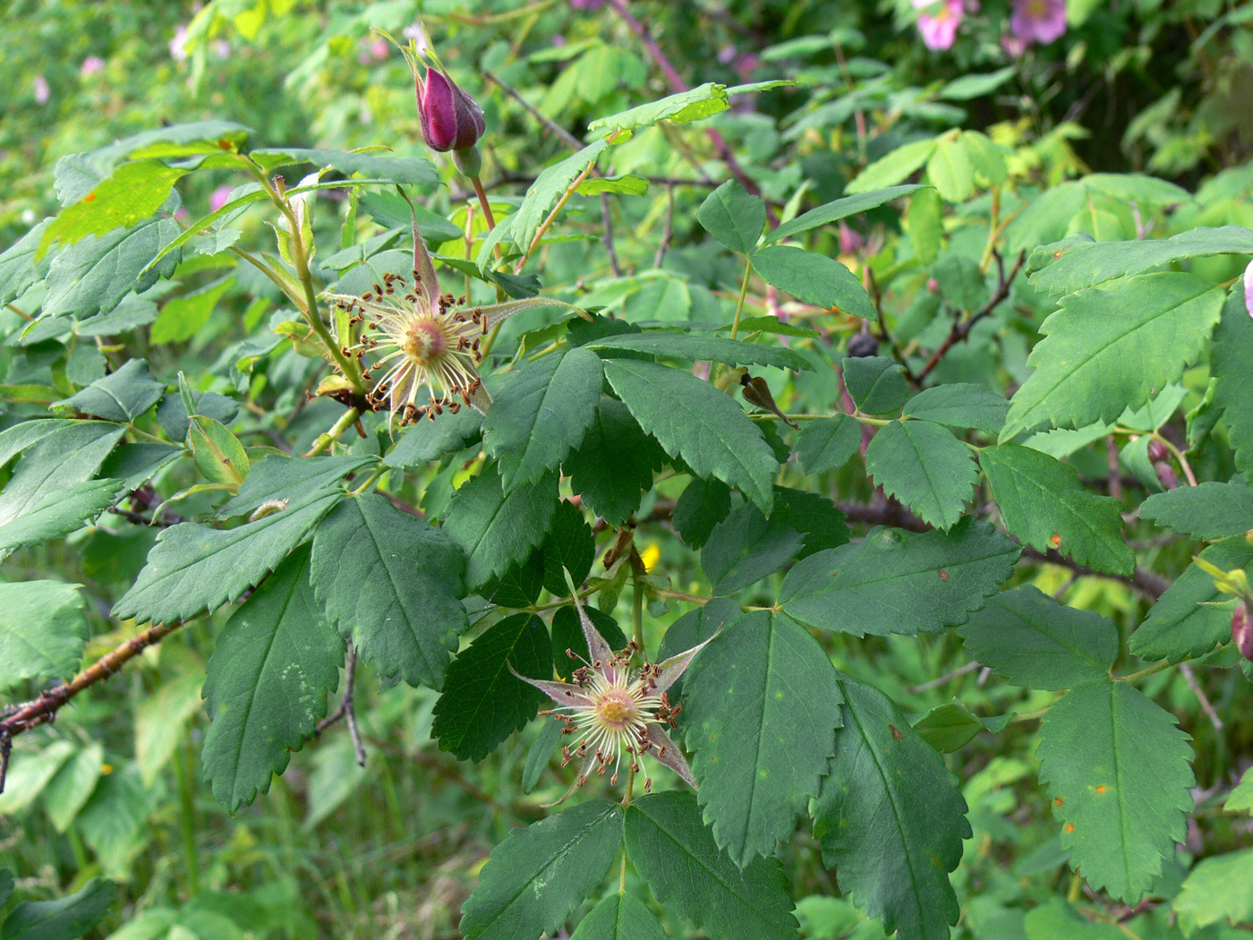 Image of Rosa acicularis specimen.