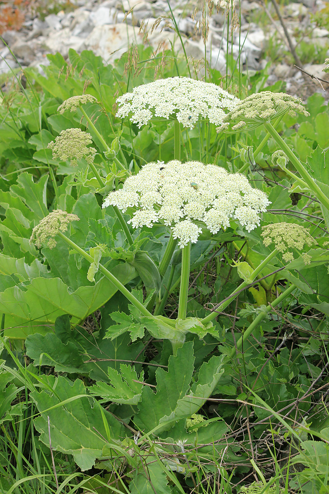 Изображение особи Heracleum stevenii.