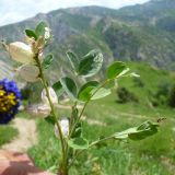 Astragalus