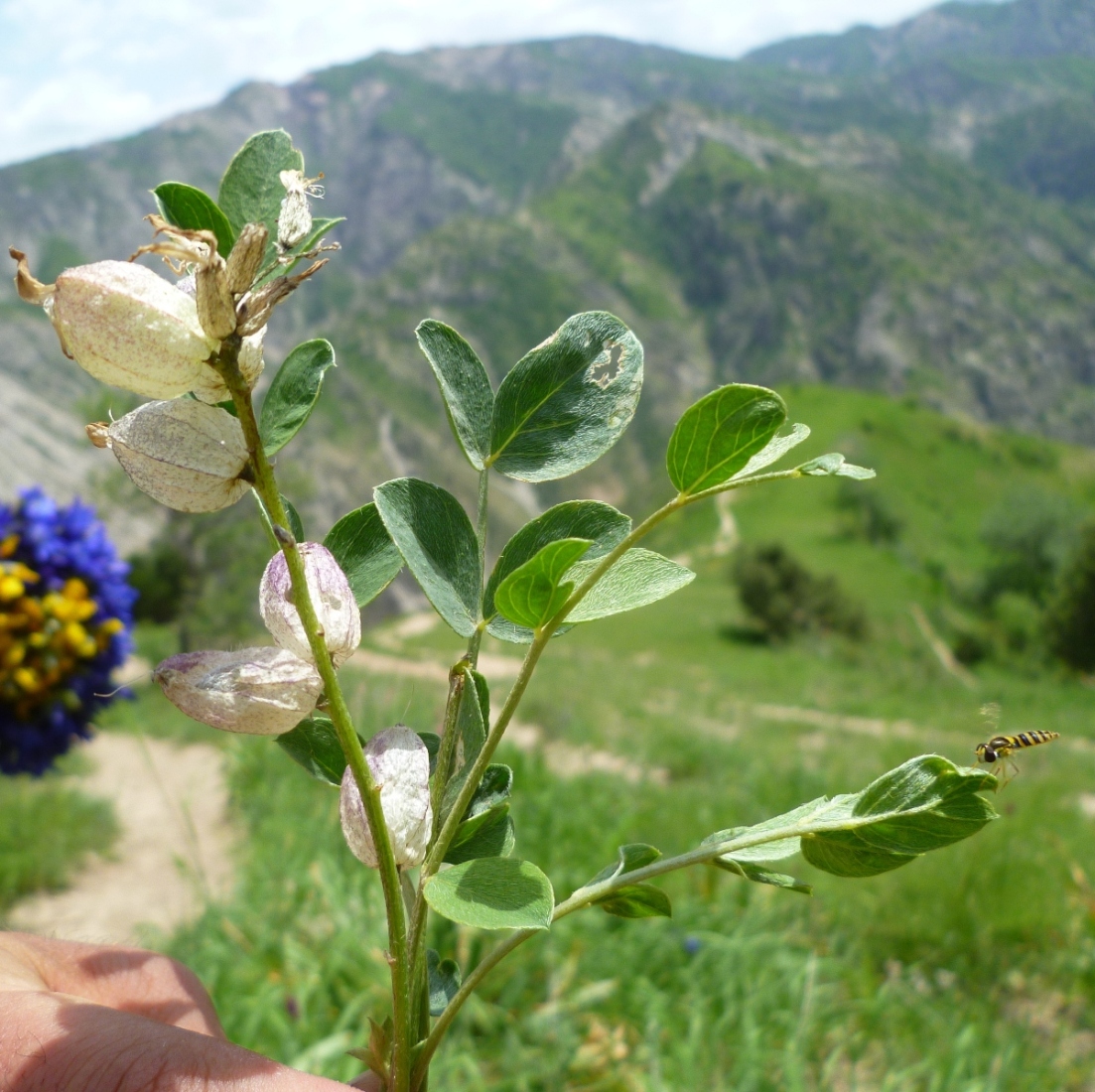 Изображение особи род Astragalus.