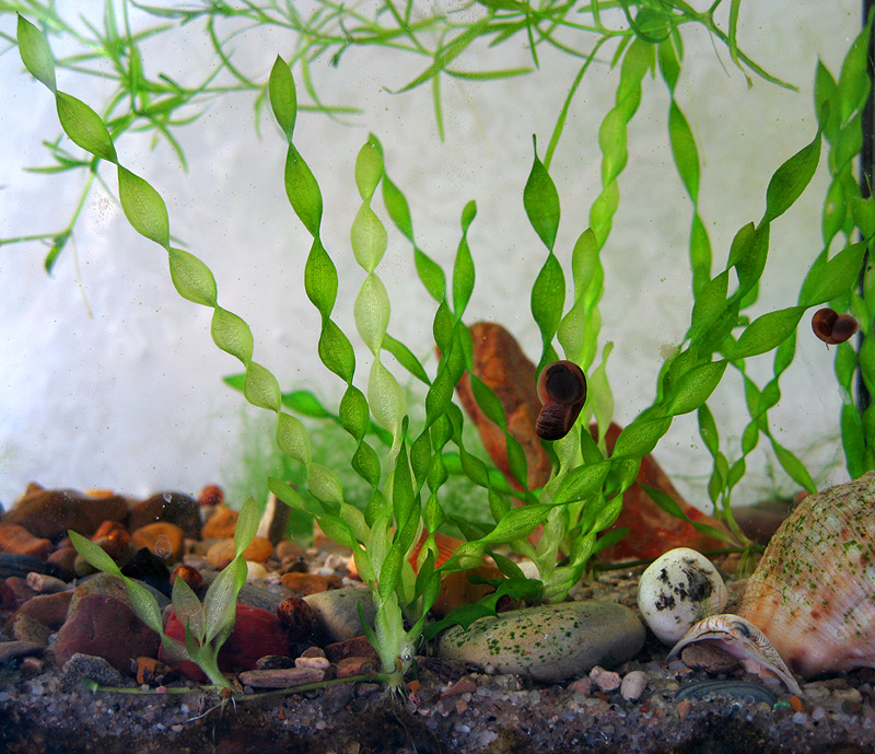 Image of Vallisneria spiralis specimen.