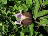 Clematis fusca. Цветок и листья. Приморье, Лазовский р-н, мыс Столбовой, скальное побережье. 20.06.2015.