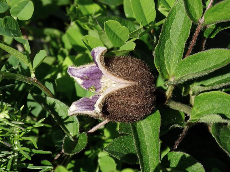 Изображение особи Clematis fusca.