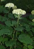 Hydrangea macrophylla
