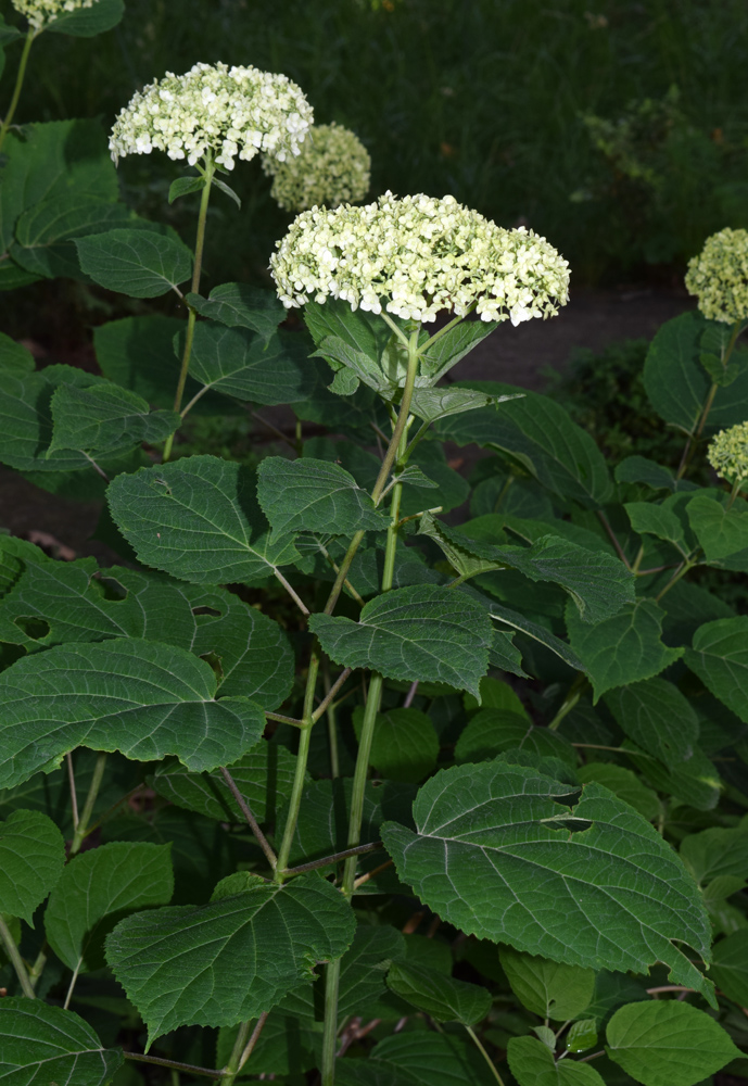 Изображение особи Hydrangea macrophylla.