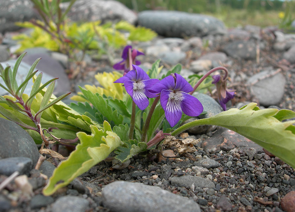 Изображение особи Viola incisa.