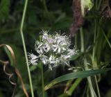 Allium decipiens. Соцветие. Воронежская обл., г. Воронеж, ООПТ Памятник природы «Ботанический сад ВГУ имени Б.М. Козо-Полянского», луг. 18.06.2016.