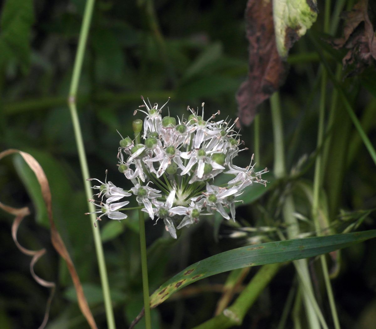 Изображение особи Allium decipiens.