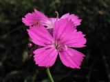 Dianthus carthusianorum. Цветок. ФРГ, Тюрингия, окрестности Йены, на травянистом склоне. 26 мая 2007 г.