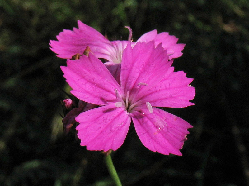 Изображение особи Dianthus carthusianorum.