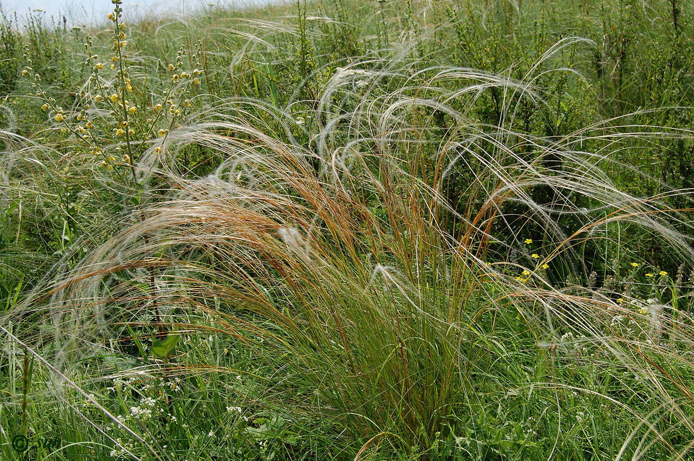 Изображение особи род Stipa.