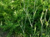 Foeniculum vulgare. Средние ветвящиеся части побегов. Франция, Прованс, департамент Буш-дю-Рон, коммуна Ле-Бо-де-Прованс, замок Бо. 26.07.2014.