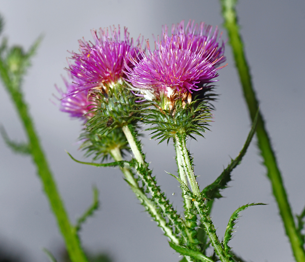 Изображение особи Carduus crispus.