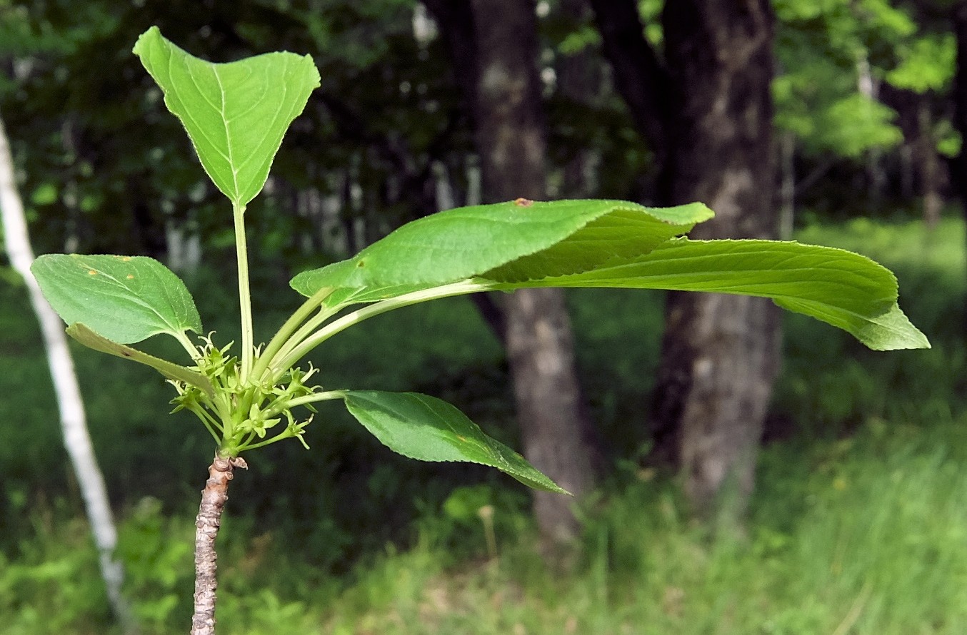 Изображение особи Rhamnus davurica.