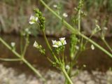 Alisma plantago-aquatica