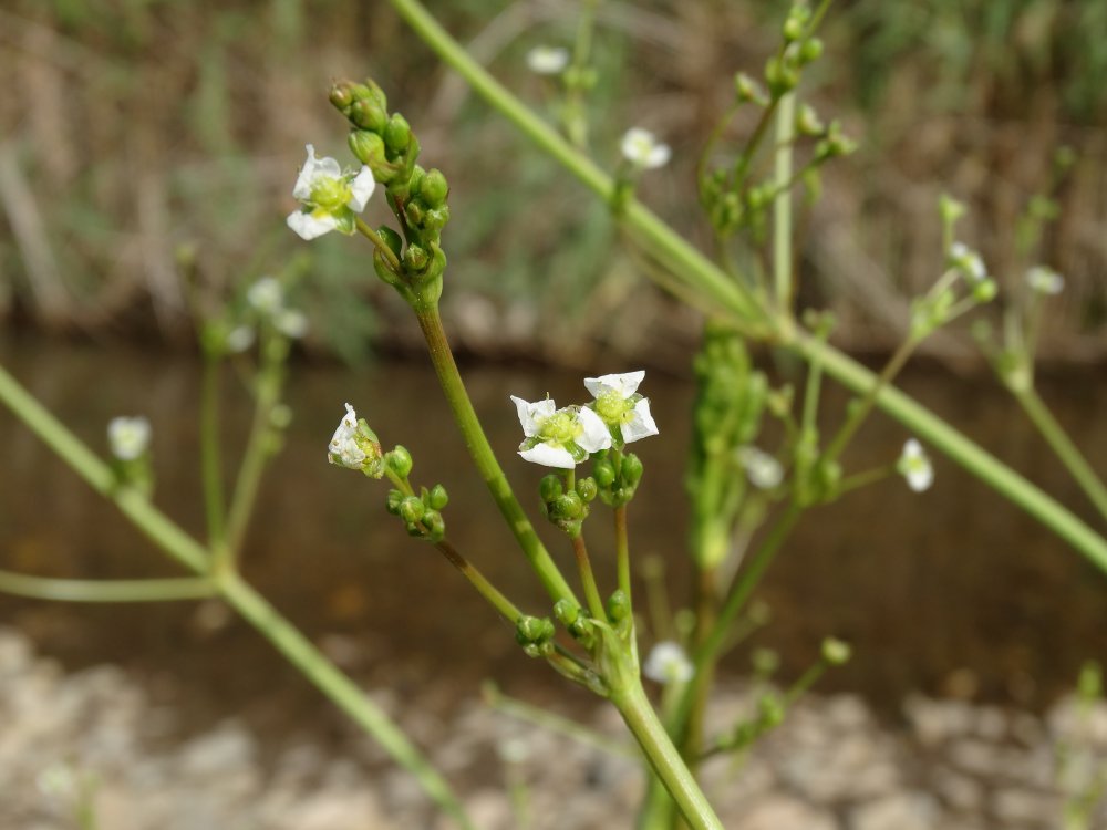 Image of Alisma plantago-aquatica specimen.