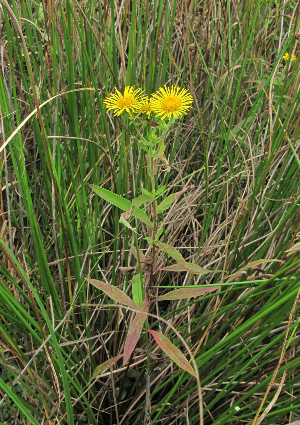 Image of Inula britannica specimen.