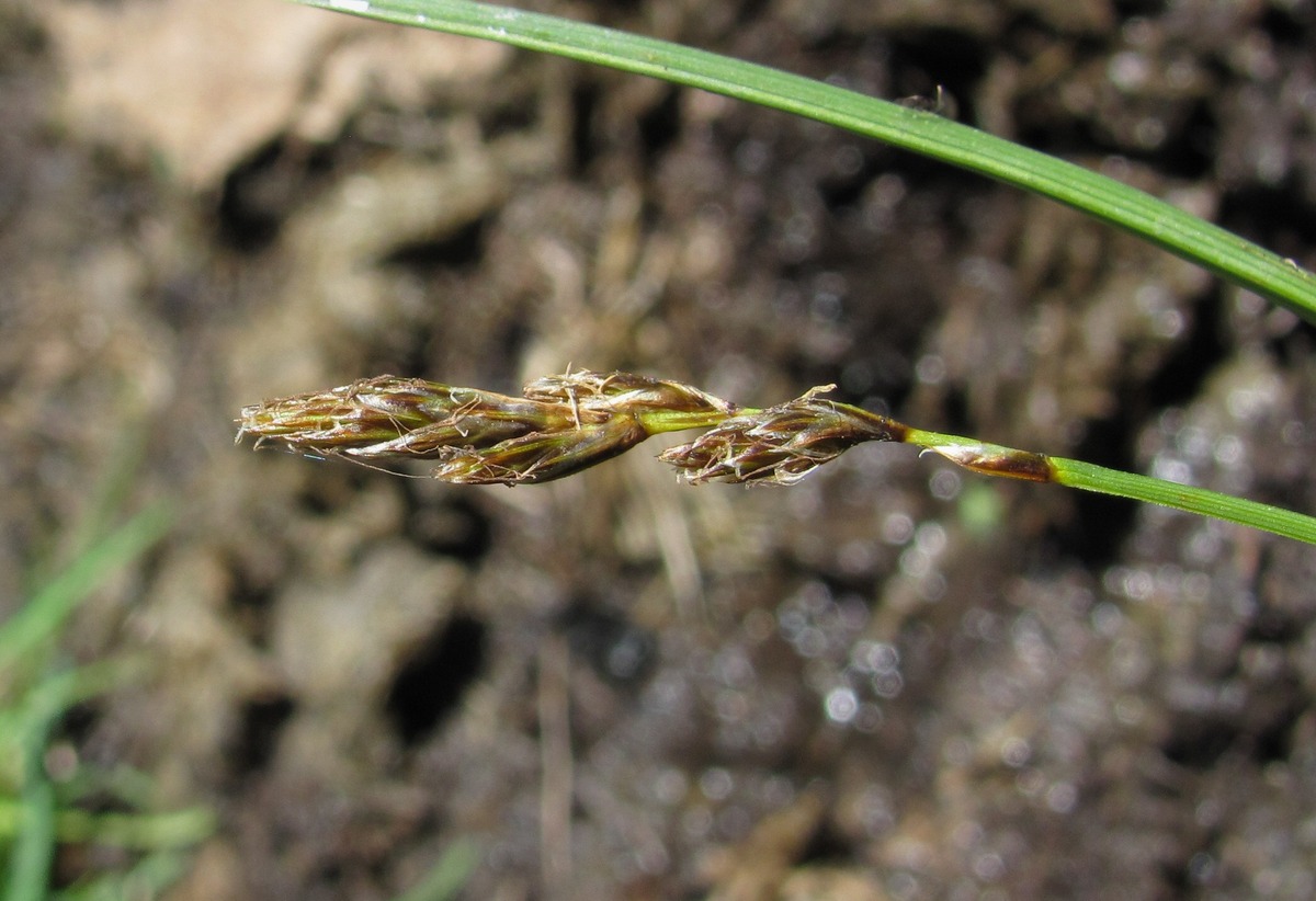 Image of Carex leporina specimen.