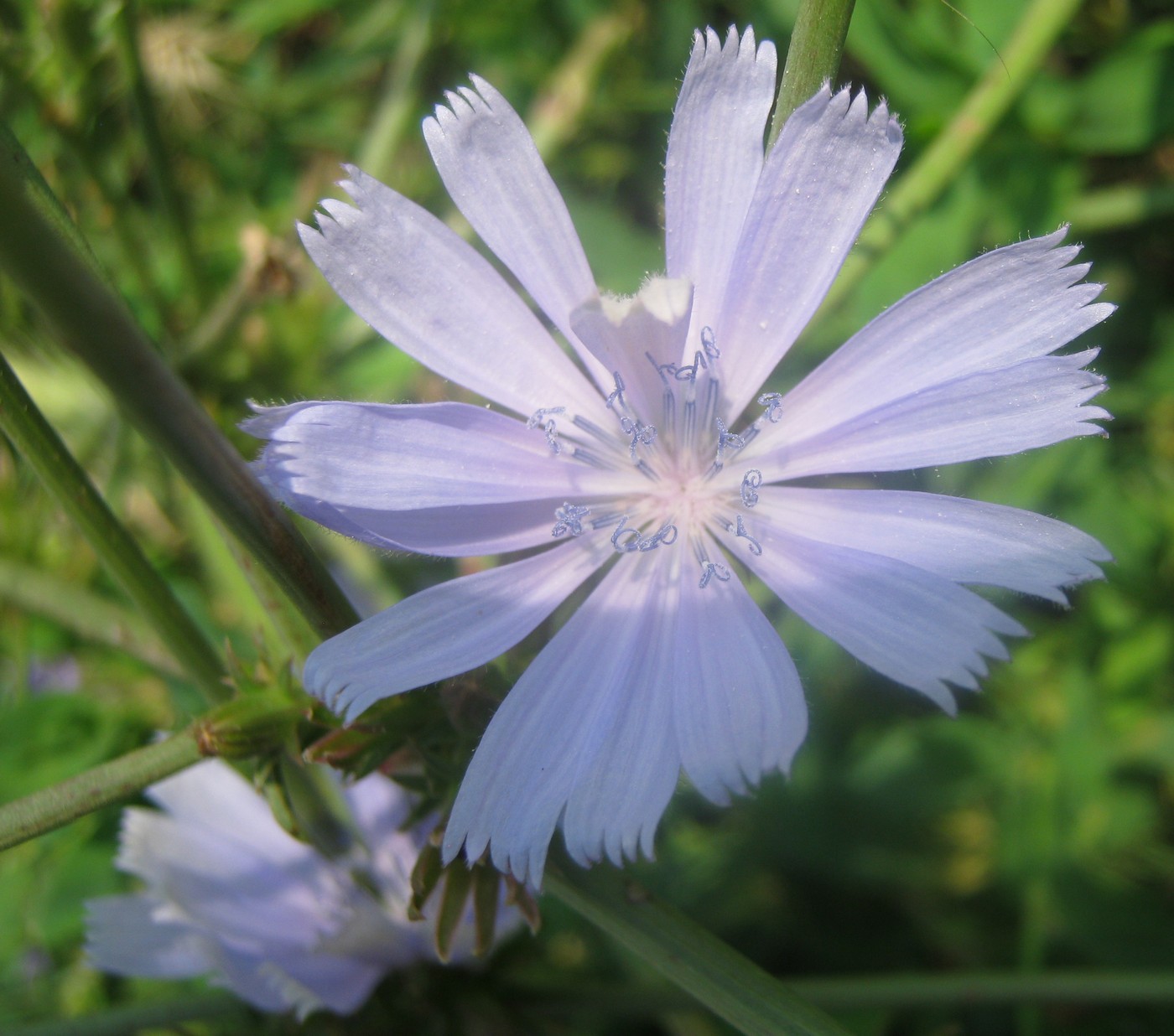 Image of Cichorium intybus specimen.