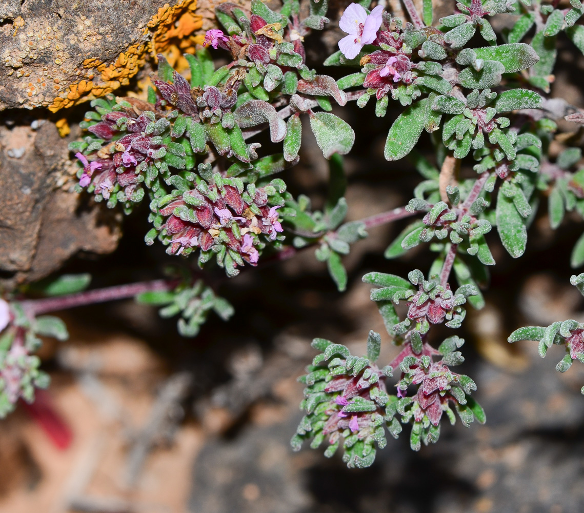 Image of genus Frankenia specimen.