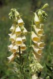 Digitalis grandiflora. Соцветия. Пермский край, Кишертский р-н, окр. дер. Частые, заказник \"Предуралье\", злаково-разнотравный луг. 08.07.2014.