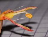 Image of taxon representative. Author is Татьяна Мальчинская