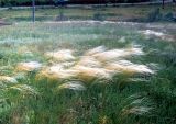 Stipa lessingiana