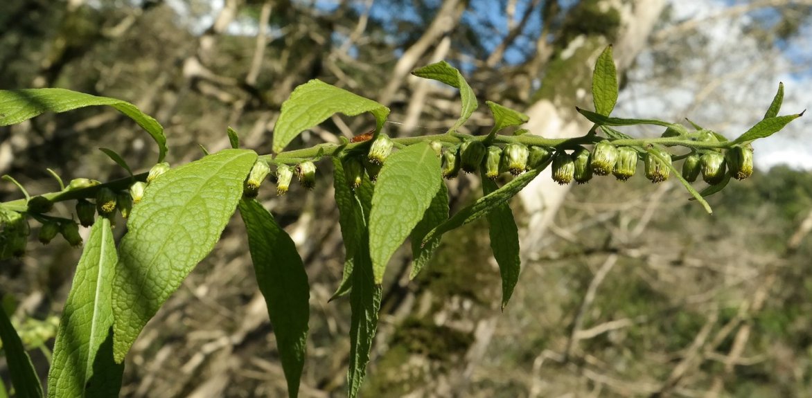 Изображение особи Carpesium abrotanoides.