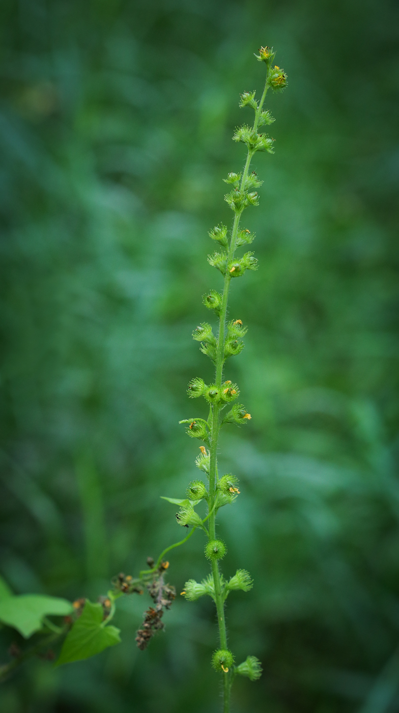 Изображение особи Agrimonia pilosa.