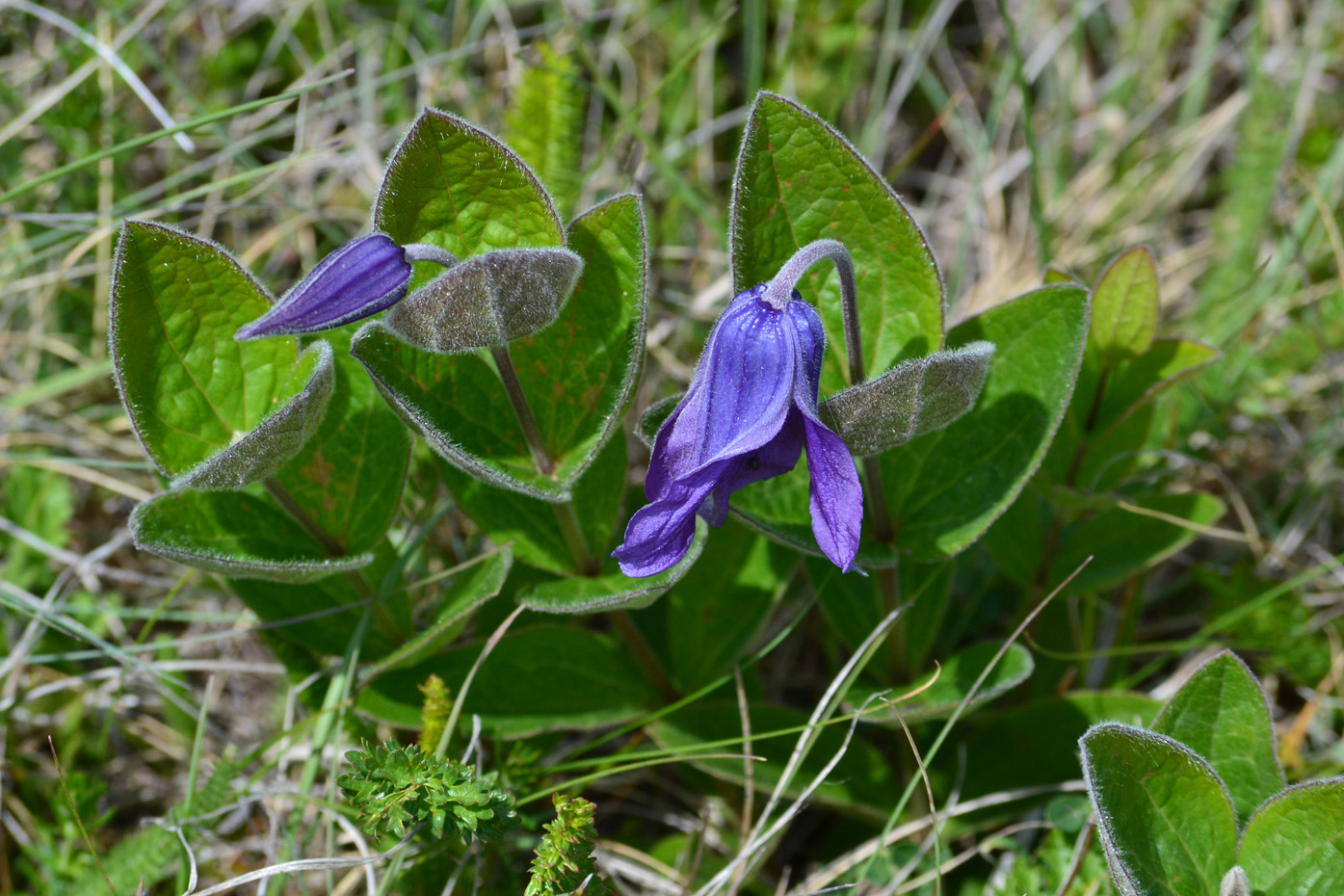 Image of Clematis integrifolia specimen.