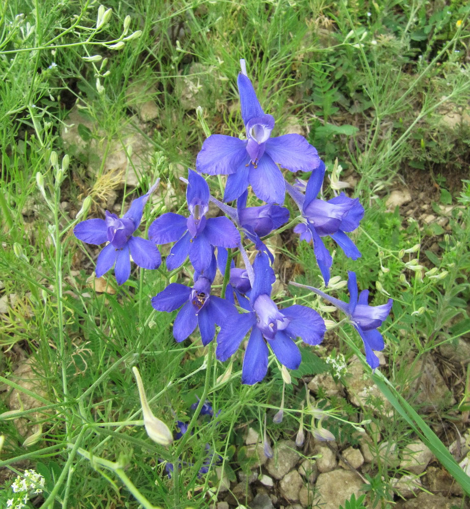 Image of Delphinium consolida specimen.