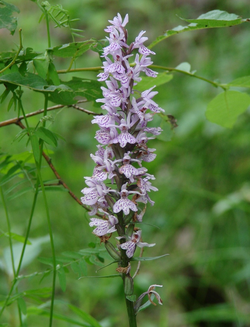 Image of Dactylorhiza fuchsii specimen.