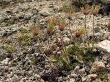 Pulsatilla magadanensis. Плодоносящее растение (зеленые плоды). Магаданская обл., окр. Магадана, мелкощебнистая сопка. Начало июня.