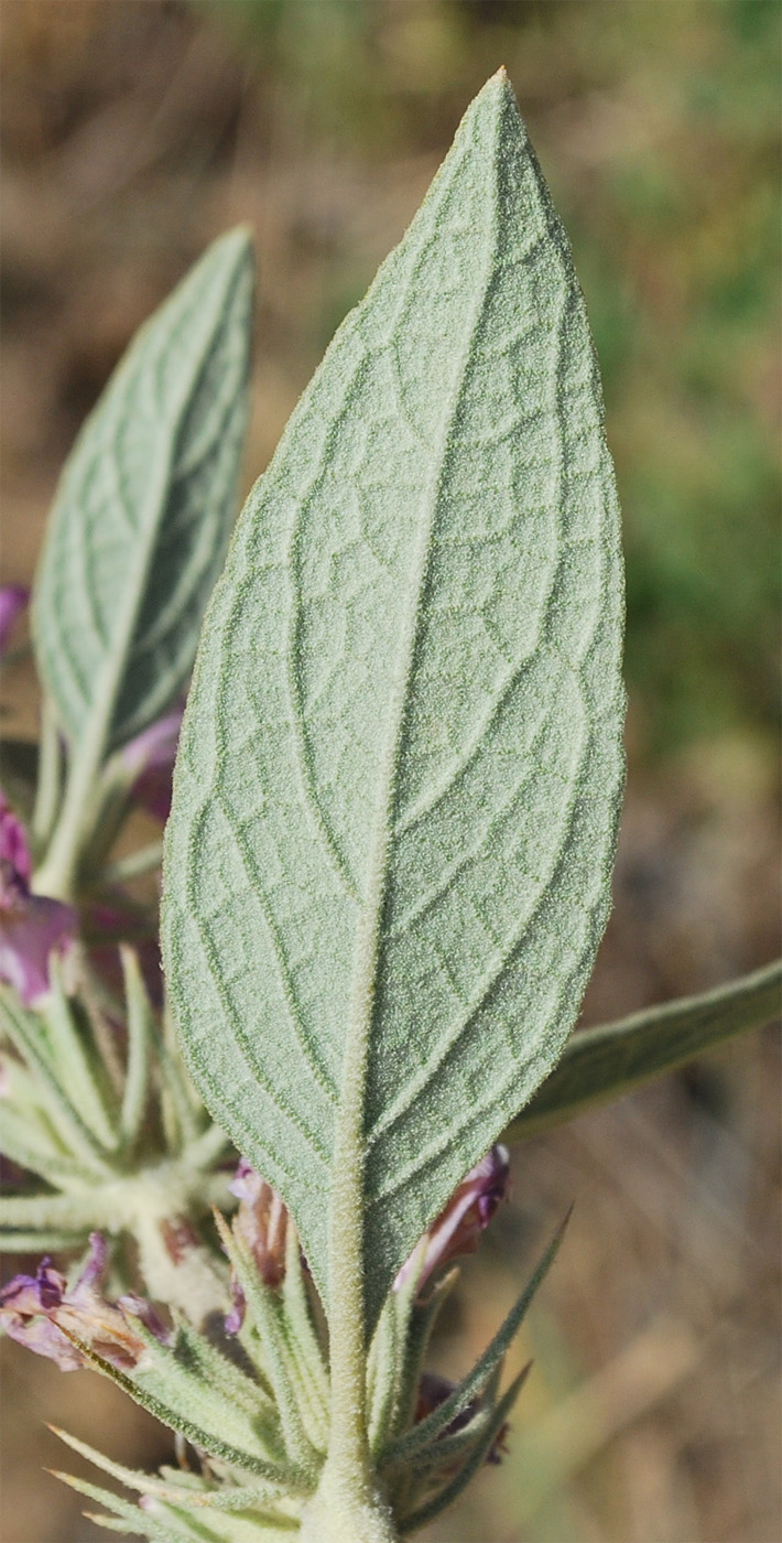 Изображение особи Phlomis thapsoides.