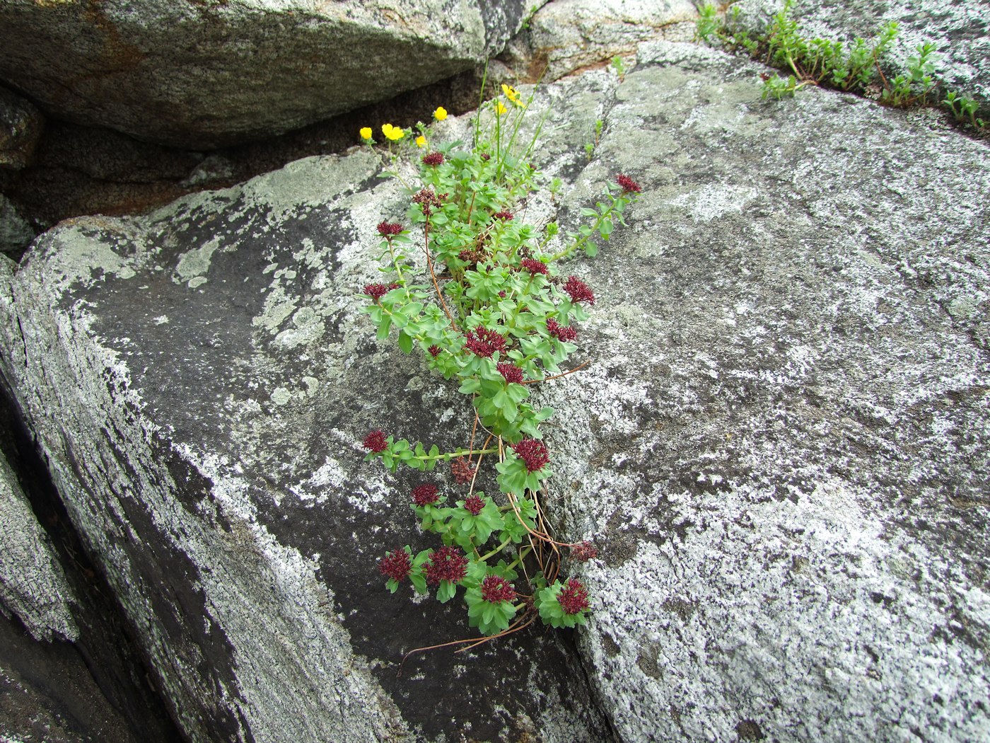 Изображение особи Rhodiola integrifolia.