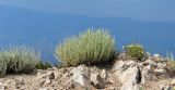 Artemisia persica