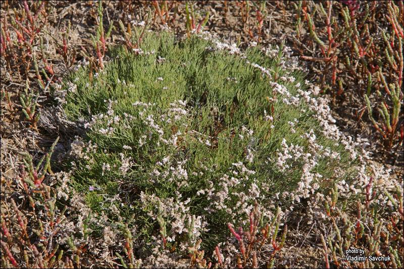 Изображение особи Limonium caspium.