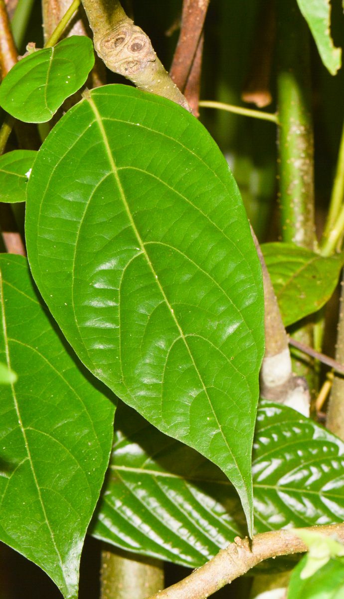 Image of Cananga odorata specimen.