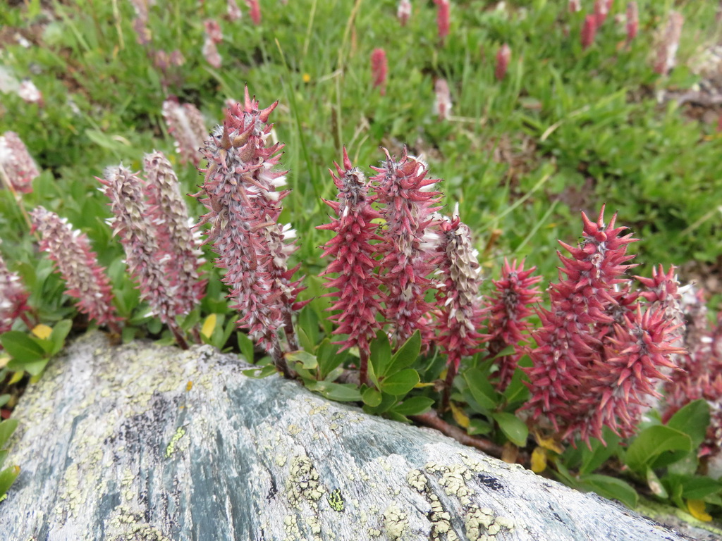 Image of Salix rectijulis specimen.