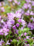 Thymus zheguliensis. Соцветие. Самарская обл., окр. г. Жигулёвск, гора Могутова, открытый склон. 20 июля 2015 г.