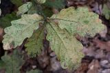 genus Quercus