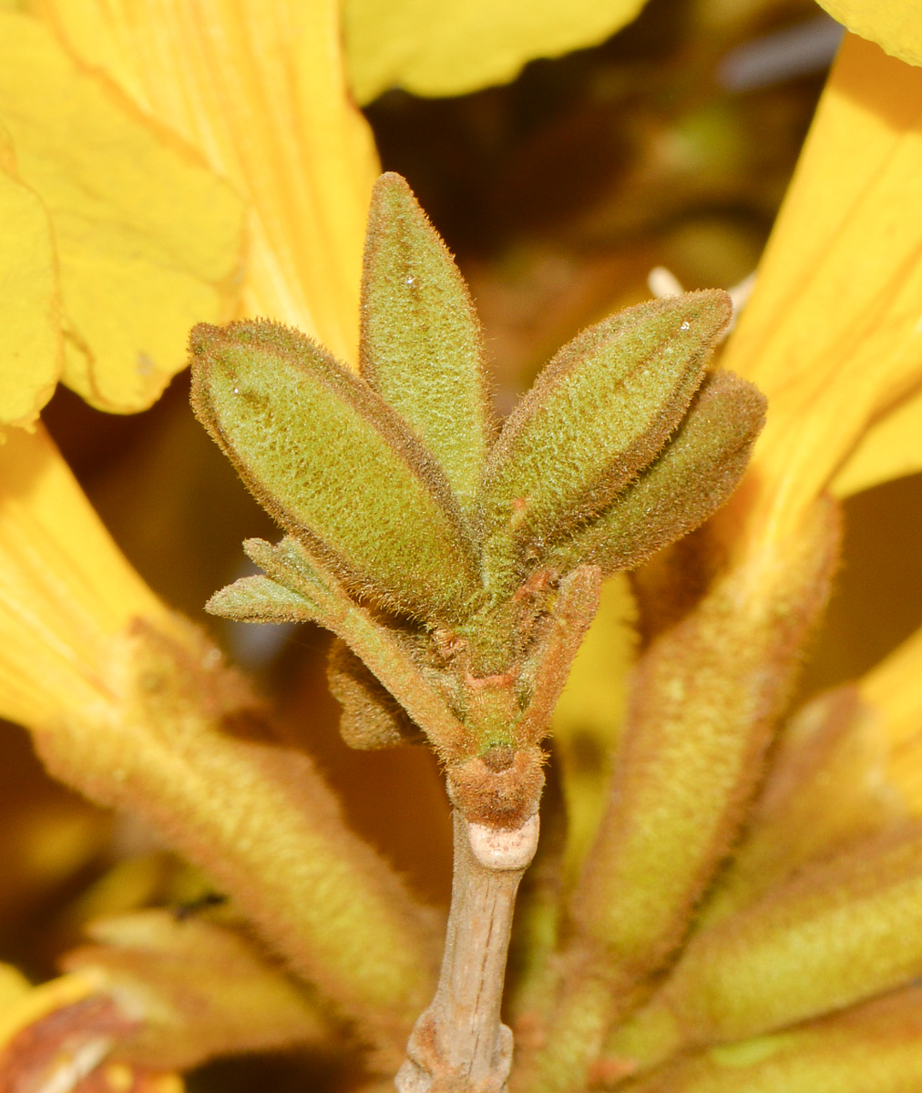 Image of Handroanthus chrysanthus specimen.