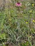 Tragopogon australis