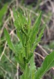 genus Picris