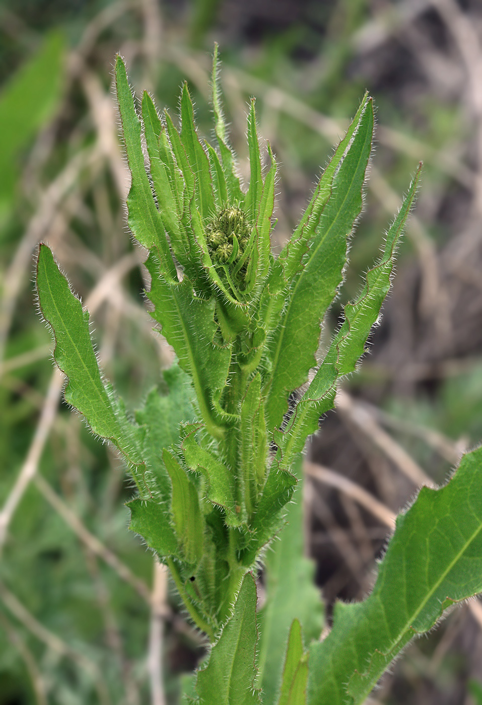 Image of genus Picris specimen.