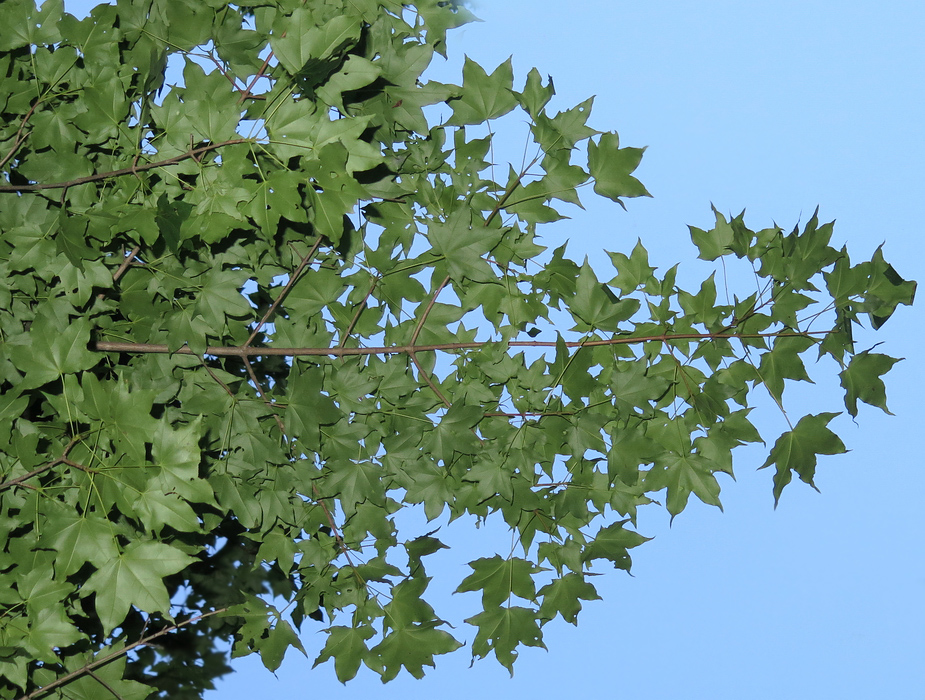 Image of Acer mono specimen.