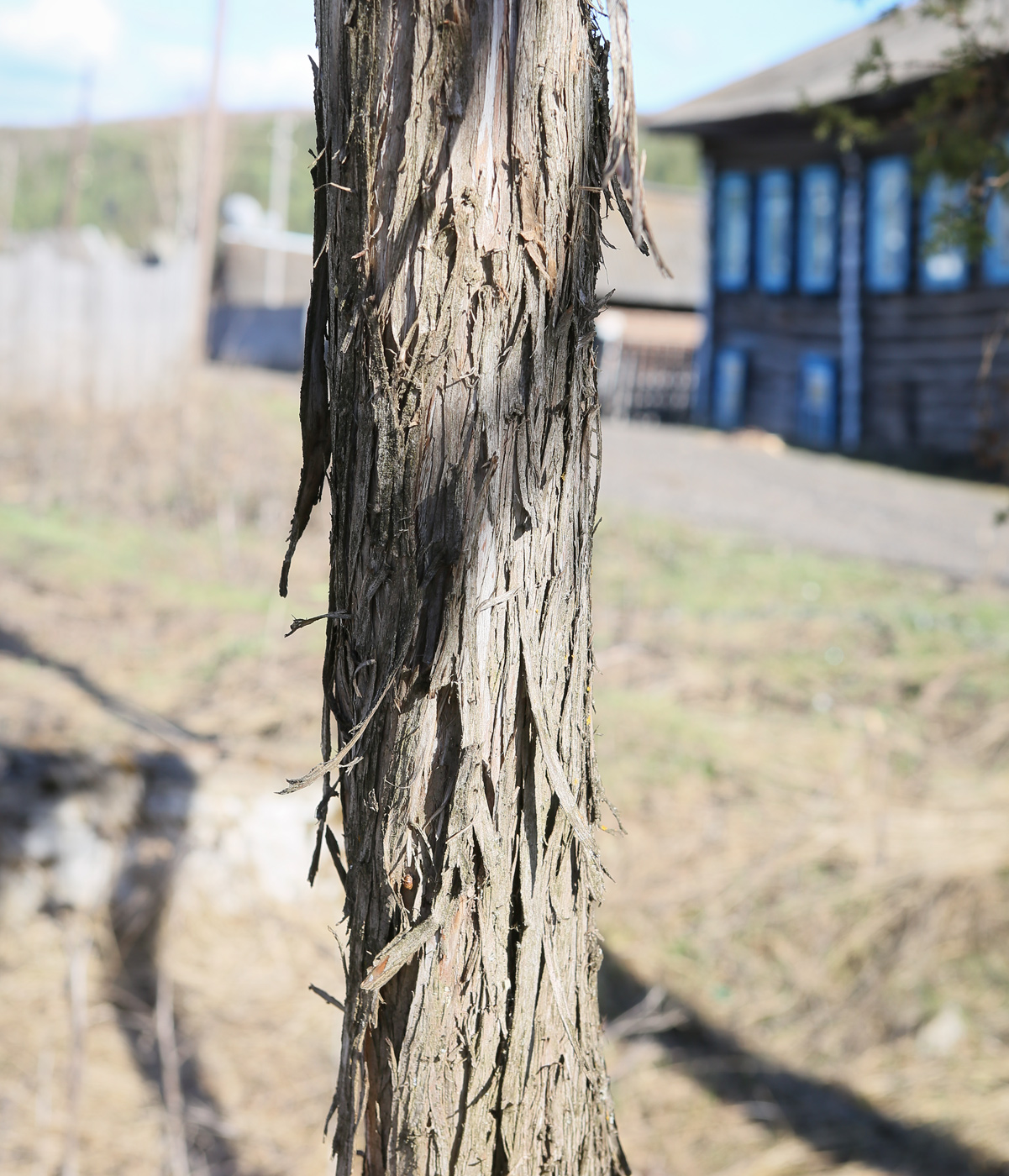 Image of Juniperus communis specimen.