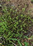 Arenaria serpyllifolia