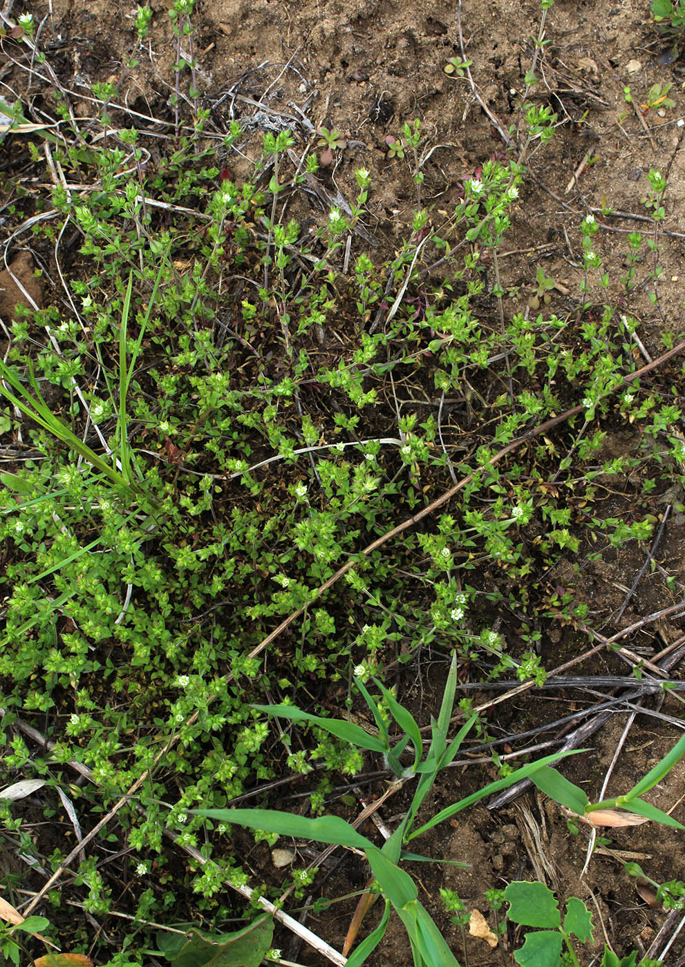 Изображение особи Arenaria serpyllifolia.